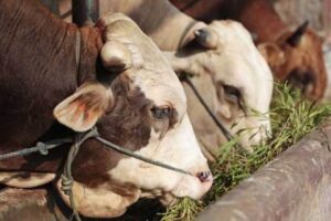Jatuh Minggu Besok, Ini 3 Kelompok Yang Berhak Terima Daging Kurban Idul Adha