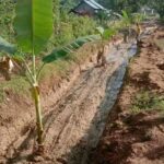 Kecewa Tidak Diperhatikan, Ruas Jalan Pemprov di Pantura Manggarai Ditanami Pisang