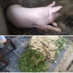 Inovasi Pakan Ternak Babi di Bali, Biaya Murah dan Bisa Cegah Virus ASF. Lalu di Manggarai? 