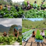 Kembangkan Hortikultura, PLN Sukses Ubah Lahan Tidur Jadi Produktif Milik Warga Poco Leok
