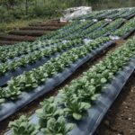 Pertanian Hortikultura,  Giat Tani Dengan Sejuta Manfaat yang Dapat Mendukung Keberlangsungan Hidup