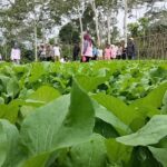 Panen Perdana, Kelompok Tani Hortikultura Poco Leok NTT Binaan PLN Raup Keuntungan Besar