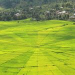 Keunikan Lodok, Jejak Budaya dan Keindahan Alam Sawah Berbentuk Jaringan Laba-Laba di Manggarai