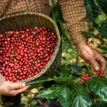 Sensasi Kopi dan Manfaatnya: Menjelajahi Negeri Penghasil Kopi Terbesar di Dunia