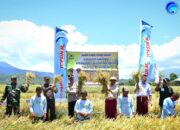 Bupati Hery Hadiri Panen Raya Padi di Kecamatan Satar Mese