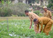 Lahan Bekas Pacuan Kuda Disulap Jadi Kebun Penangkar Kentang Modern