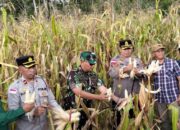 Polres Manggarai Catat Panen Raya Jagung 10 Ton di Kuartal III