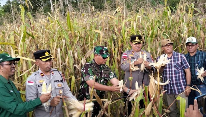 Polres Manggarai Catat Panen Raya Jagung 10 Ton di Kuartal III
