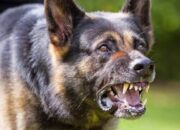 Kasus Gigitan Anjing HPR di Satar Mese, Balita 4 Tahun Jalani Perawatan dengan Serum Antirabies