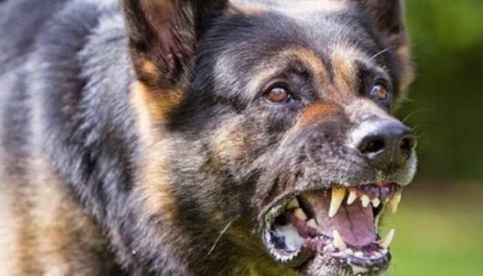 Kasus Gigitan Anjing HPR di Satar Mese, Balita 4 Tahun Jalani Perawatan dengan Serum Antirabies