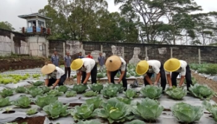 Berkarya di Balik Jeruji, Warga Binaan Rutan Ruteng Sukses Dukung Ketahanan Pangan Nasional