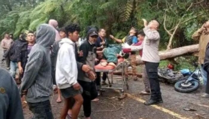 Diterpa Angin Kencang, Pohon Tumbang Tewaskan Penyuluh KB Manggarai di Jalur Borong–Ruteng