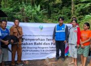 PLN Beri Bantuan Ternak Babi, Warga Wewo Harap Program Terus Berlanjut