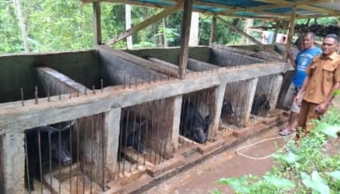 Bantuan Ternak Babi PLN Berkembang Optimal, Penerima Manfaat Serius Mengelola Aset