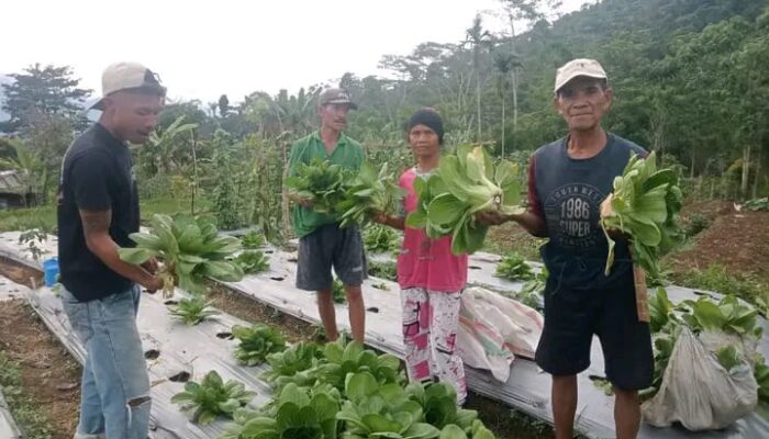 Program Hortikultura TJSL PLN di Desa Wewo: Petani Untung Rp5 Juta dari Panen Perdana