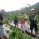 Program Hortikultura TJSL PLN di Desa Wewo: Petani Untung Rp5 Juta dari Panen Perdana