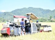 Combine Harvester Bantuan Kementan Mulai Beroperasi di Manggarai