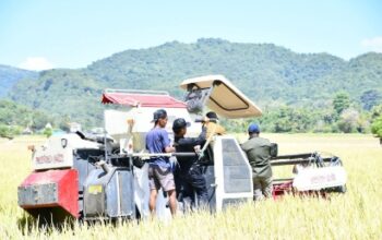 Combine Harvester Bantuan Kementan Mulai Beroperasi di Manggarai