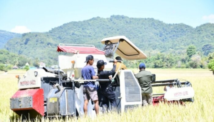 Combine Harvester Bantuan Kementan Mulai Beroperasi di Manggarai