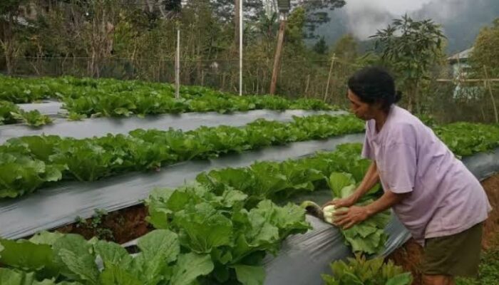 Program Air Bersih dan Pertanian Berkelanjutan, Antar PLN UIP Nusra Raih TOP CSR Awards 2026 Bintang 3