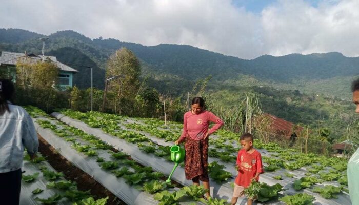 Petani Desa Lungar Akui Program Electrifying Agriculture PLN UIP Nusra Tingkatkan Produktivitas dan Pendapatan