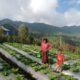 Petani Desa Lungar Akui Program Electrifying Agriculture PLN UIP Nusra Tingkatkan Produktivitas dan Pendapatan