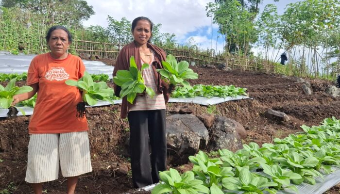 PLN UIP Nusra Dorong Kemandirian Petani, Kelompok Wela Sita Werek Sukses Panen Hortikultura