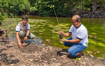 PLN UIP Nusra Kembangkan Ekowisata Mangrove Padak Guar, Dorong Ekonomi Masyarakat Pesisir