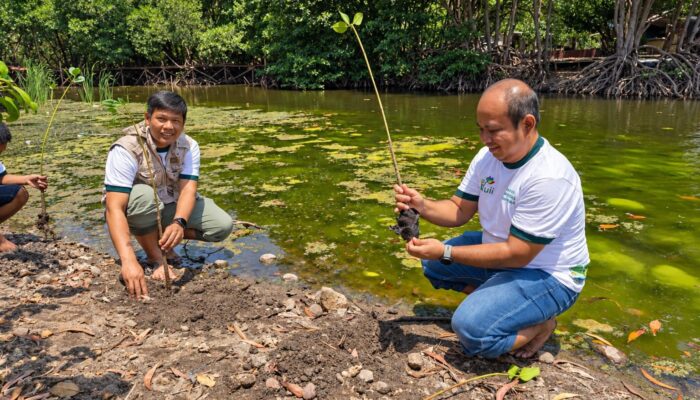 PLN UIP Nusra Kembangkan Ekowisata Mangrove Padak Guar, Dorong Ekonomi Masyarakat Pesisir